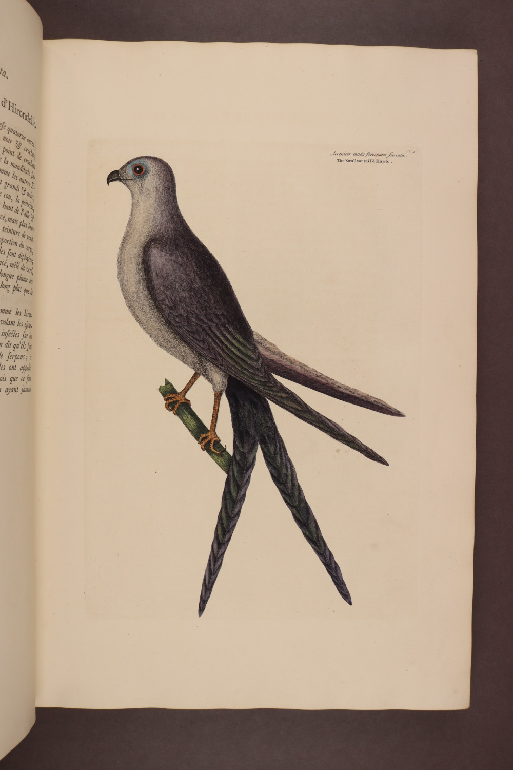 Plate 4